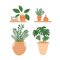 Vector set of houseplants flat style illustration. Monstera plant, money tree and home plants set