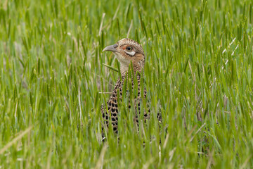 長い草から顔をのぞかせるキジの雌