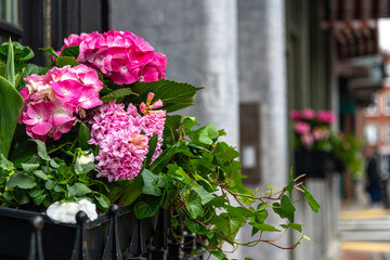 flowers on the street