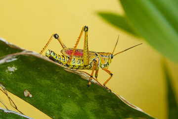 grasshopper on a leaf