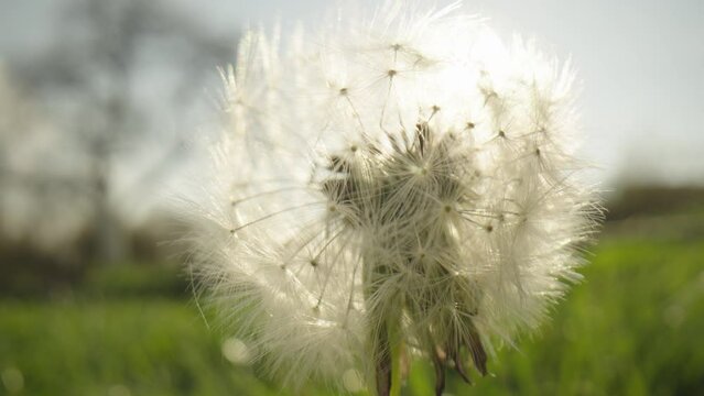 A large approximation dandelion - a popular plant after flowering during the seed period. White plumes with seeds