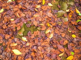 Wet autumn leaves scattered on an interlocked stone walkway.