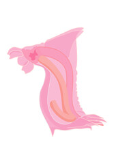 Pink See-Through Fantasia