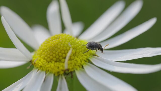 Close-up macro view of a bee on white and yellow colored daisy flower