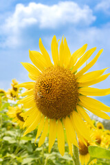 満開のヒマワリ畑