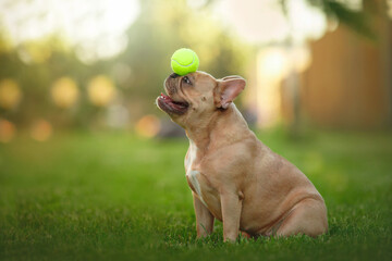 bulldog playing with a tennis ball in the park on green grass