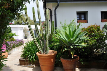 Jardin Cactus Corse