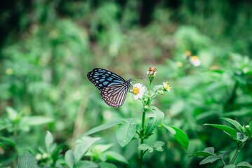 花に止まるアサギマダラ