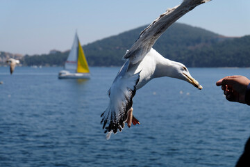 Fototapeta na wymiar Seagull catched a piece of bagel from a man's hand