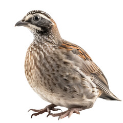 quail  isolated on transparent background - obrazy, fototapety, plakaty