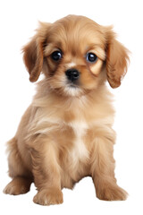 fluffy puppy isolated on transparent background