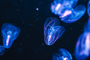 蒼く輝くクラゲ