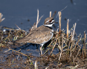 Killdeer on Pond