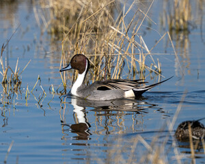Northern Pintail on Pond