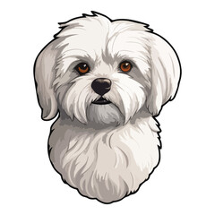 Maltese Lap-dog Flat Icon Isolated On White Background