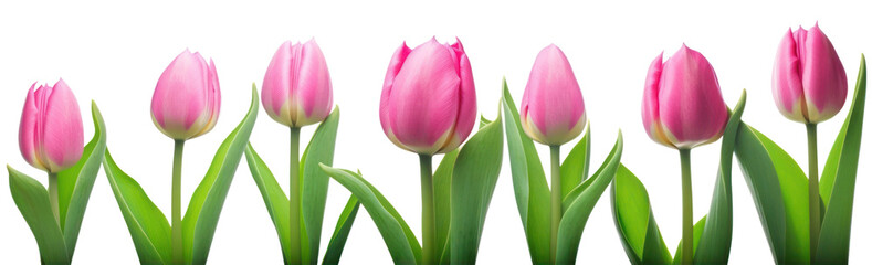 Fototapeta premium Mother day banner. Pink tulips in a row isolated on transparent background. Women' s day, Spring. PNG, Generative AI