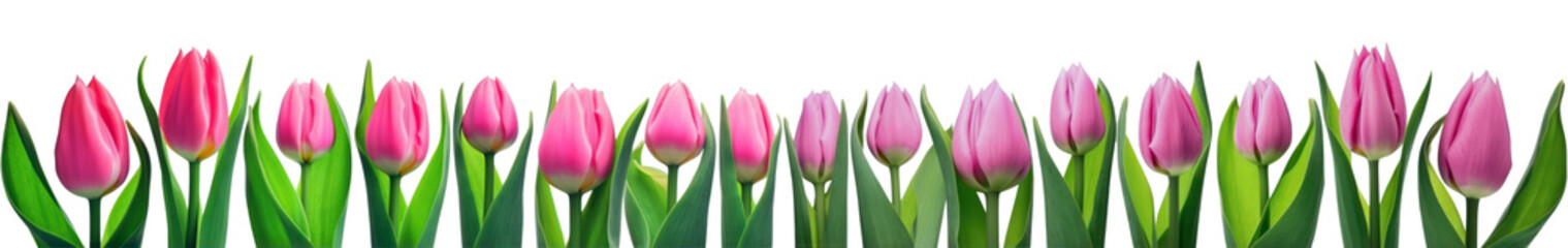 Mother day banner. Pink tulips in a row isolated on transparent background. Women' s day, Spring. PNG, Generative AI