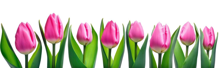 Fototapeta premium Pink tulips banner isolated on transparent background. Mothers day, Women' s day. PNG, Generative AI