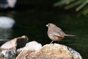 Albert's towhee