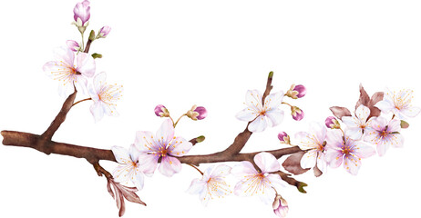 Watercolor magenta cherry blossoms bloom on the branches