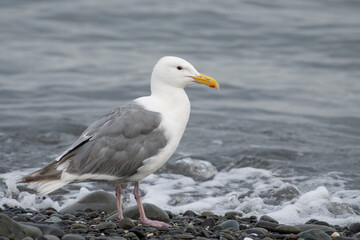 Fototapeta na wymiar Glaucous-winged gull