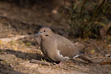 White-winged dove