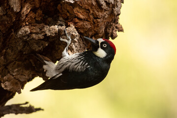 Acorn woodpecker 