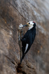 Male white-headed woodpecker feeding baby