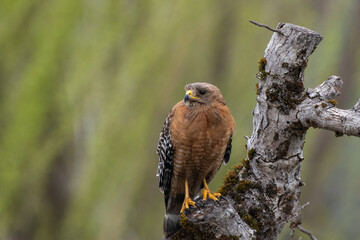 Red-shouldered hawk in tree