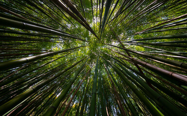 Obraz na płótnie Canvas bamboo forest - fresh bamboo background