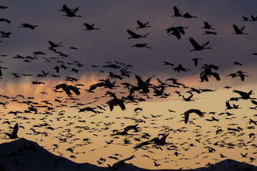 Sandhill cranes flying at sunset
