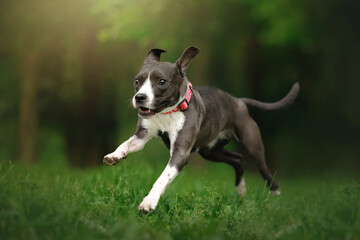 staffordshire terrier running in a green park