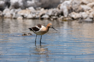 American avocet wading