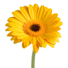 yellow gerber daisy isolated on transparent background