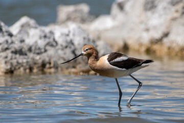 American avocet wading