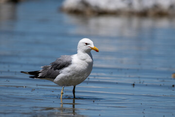 Fototapeta na wymiar California gull
