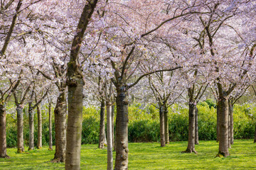 Selective focus of white pink Cherry Blossom or Sakura full bloom in the garden during the spring season, Kersenbloesempark (flower park) Cherry trees in the Amsterdamse Bos, Amstelveen, Netherlands.