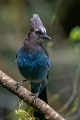Steller's jay