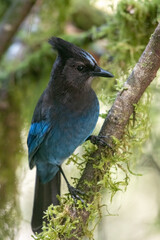Steller's jay