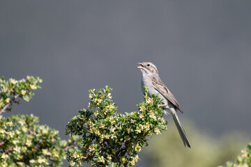Brewer's sparrow