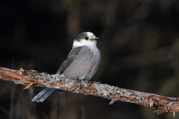 Canada jay with black background