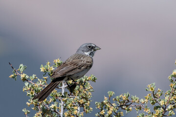 Sagebrush sparrow