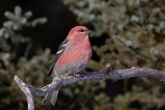 Pine grosbeak 
