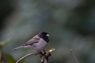 Dark-eyed junco