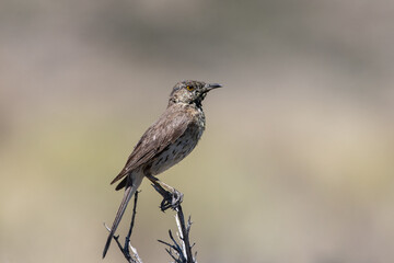 Sage thrasher