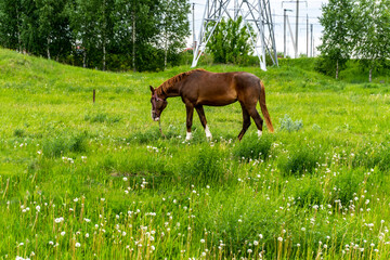 Naklejka premium Brown horse walks in the field in summer
