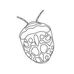 Vector isolated one single realistic bedbug bug beetle top view colorless black and white contour line easy drawing