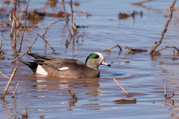 American wigeon 