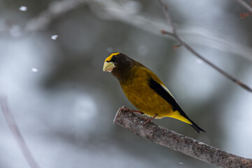 Evening grosbeak