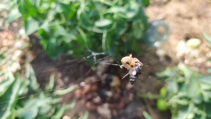 A spider has caught a web of flies in its net and is trying to eat it.